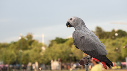 African grey parrot pose on branch