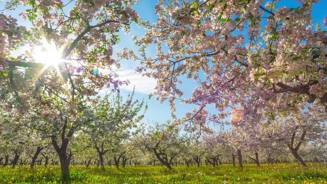Blossoming apple orchard, time-lapse with crane