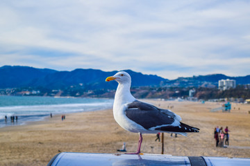 Beach Santa Monica pier at sunset, Los Angeles, Seagull on the beach background