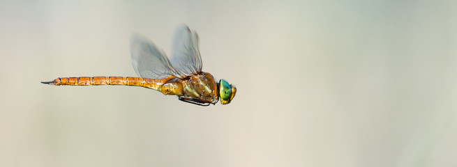 Keilfleck-Mosaikjungfer (Aeshna isoceles) im Flug beim fliegen © mirkograul