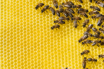 Bienen auf der Honigwabe von einem Bienenstock