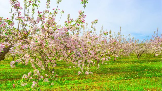 Blossoming apple orchard, time-lapse with slider