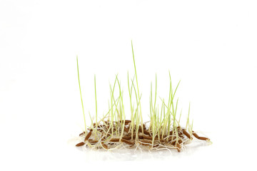 Young green rice plant on white background