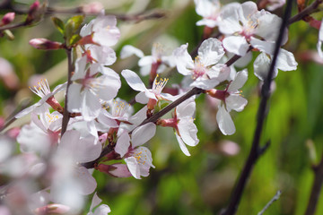 Fototapeta na wymiar Close up of beautiful Cherry blossoms in spring