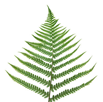fern leaf.