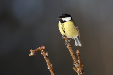 Great tit