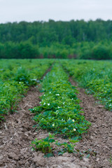 Strawberry field with long raised beds in cloudy weather