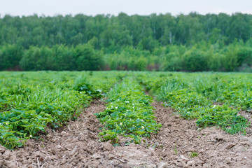 Fototapeta na wymiar Strawberry field with long raised beds in cloudy weather