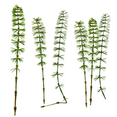 dry fall green leaf equisetum isolated pressed leaves on white b