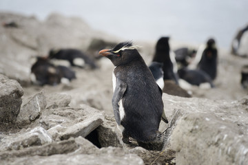 Obraz premium Rockhopper penguin (Eudyptes chrysocome), Falkland Islands, Sout