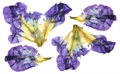 iris dark blue, purple  perspective, dry delicate yellow flowers