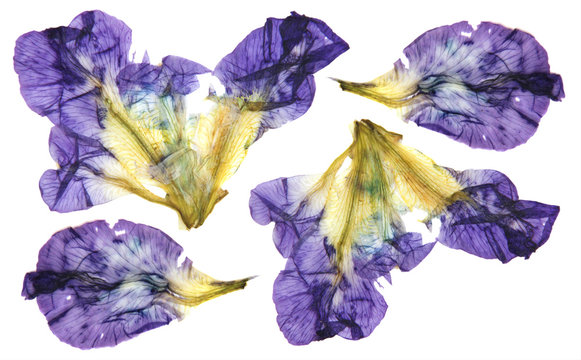 Fototapeta iris dark blue, purple  perspective, dry delicate yellow flowers