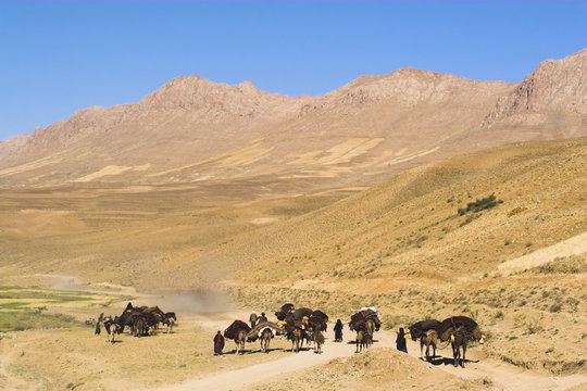 Kuchie nomad camel train, between Chakhcharan and Jam, Afghanistan