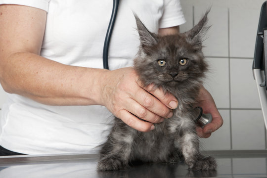 Midsection of vet examining cat in clinic