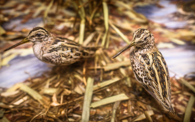 Stuffed Woodcock