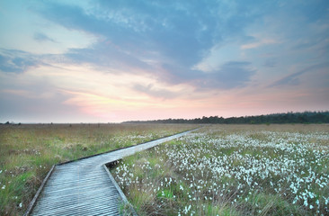 Fototapeta premium wooden path on swamp at sundown