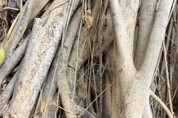 Bodhi tree root