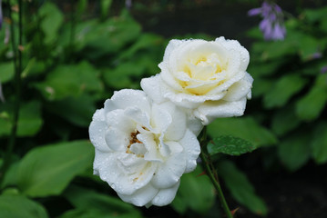 Roses after the rain