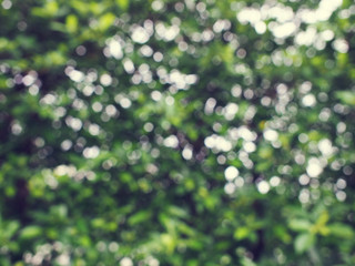 Green background Bokeh, background, blur

