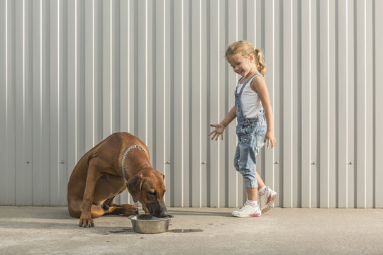 Happy girl looking at dog feeding in container against corrugated wall