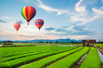 Hot-air balloons flying over fresh rice field on beautiful sunset
