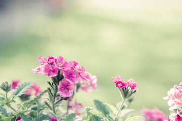 Beautiful pink hedge flower, Weeping lantana, lantana camara Lin