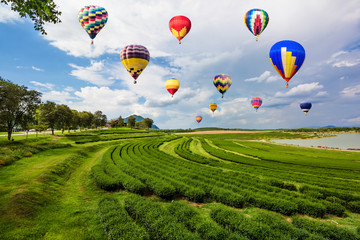 Hot-air balloons flying over green tea plantation in chiangrai, Thailand.