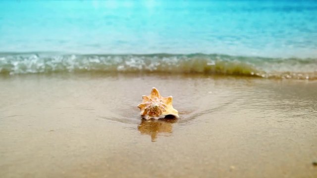 Seashell on sand ocean beach