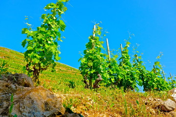 vignes vallée  du rhône st peray
