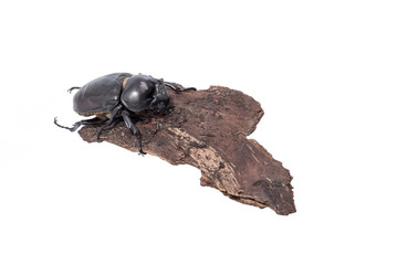 Rhinoceros beetle, Rhino beetle, Hercules beetle, Unicorn beetle, Horn beetle on wooden isolated white background.