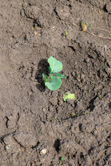 Young white cabbage ( Brassica oleracea) on the ground
