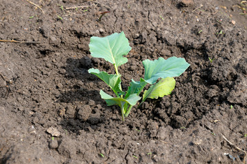 Young white cabbage ( Brassica oleracea) on the ground