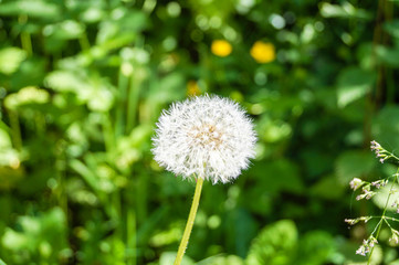 Pusteblume