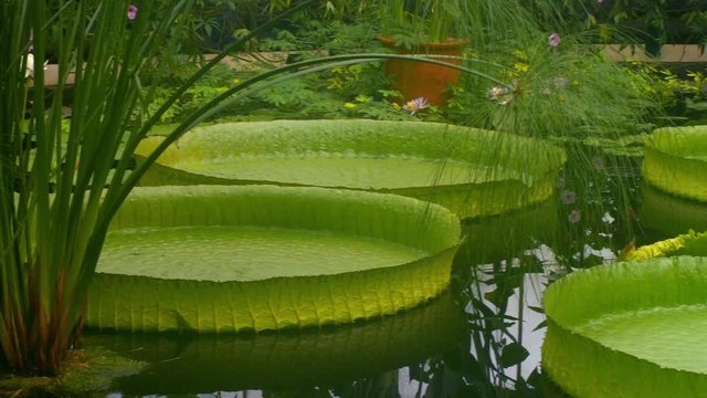 Panning view of a pond with waterlily