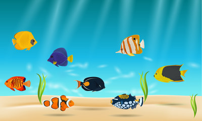 Saltwater aquarium fish, exotic fish in water