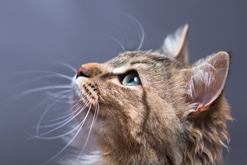 portrait of a beautiful cat on a graybackground - Powered by Adobe