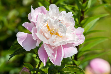 beautiful pink peony