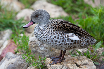 Confident Female Mallard Duck with Green Background Selective Focus