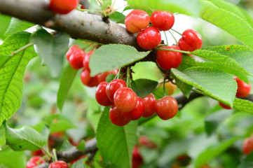 Ripe cherries in the cherry tree