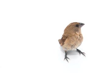 House Sparrow against isolated on a white background