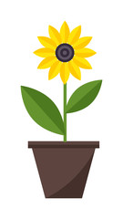 Obraz premium Home flowers in pot vector.