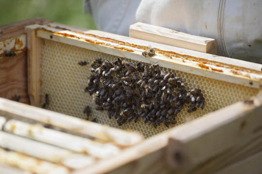 Bees on honeycomb at farm