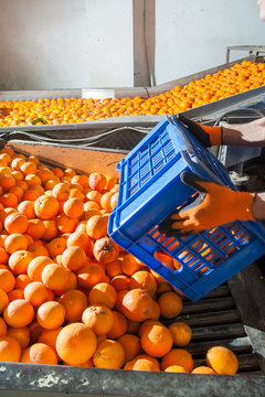 The production line of orange fruits: a worker unloading a fruit box in the defoliation machine