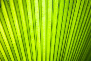 palm leaf