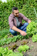 handsome young gardener growing organic bio vegetables