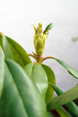 Dying buds on the rhododendron