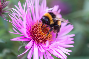 big bumblebee collecting pollen on a purple flower