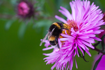 big bumblebee collecting pollen on a purple flower