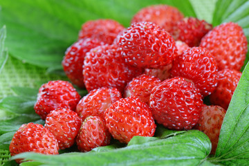 fragoline di bosco closeup