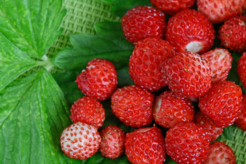 fragoline di bosco